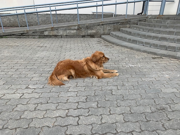 Redhead golden wallows on the sidewalk and rests tired