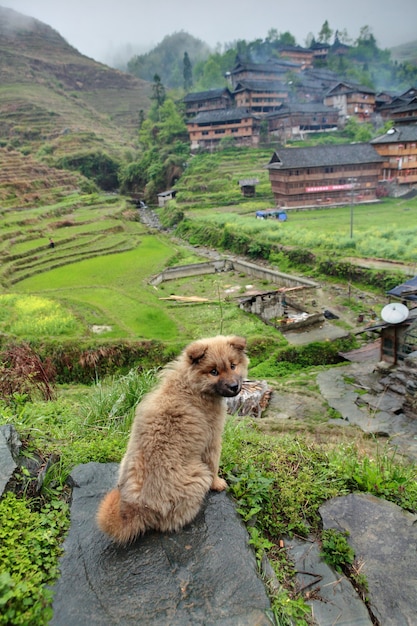 Redhead shaggy mongrel puppy stands on stone on background of Chinese ethnic village located in mountainous area of southwestern China.