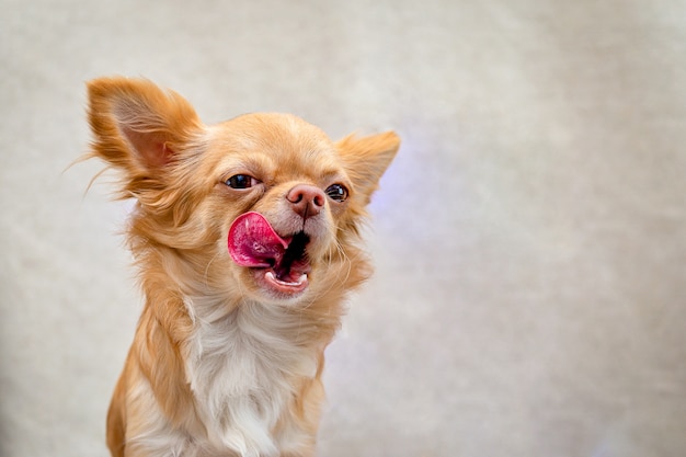 A redheaded, fluffy Chihuahua dog looks forward and sticks its tongue out