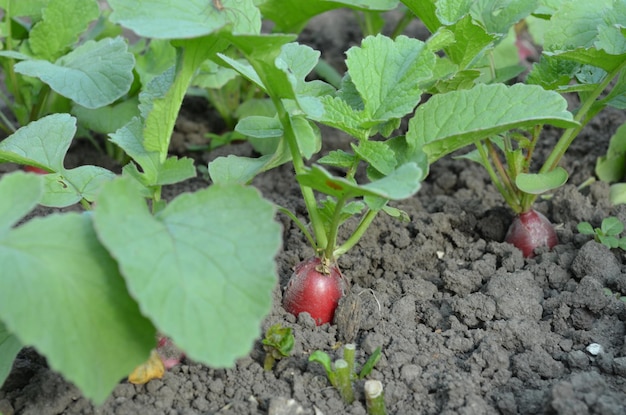 a redish plant growing in the ground