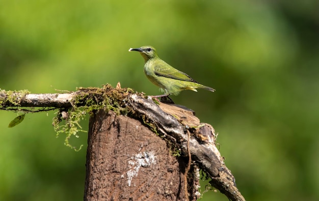 The redlegged honey reptile is a small songbird in the tanager family Photographed in Costa Rica