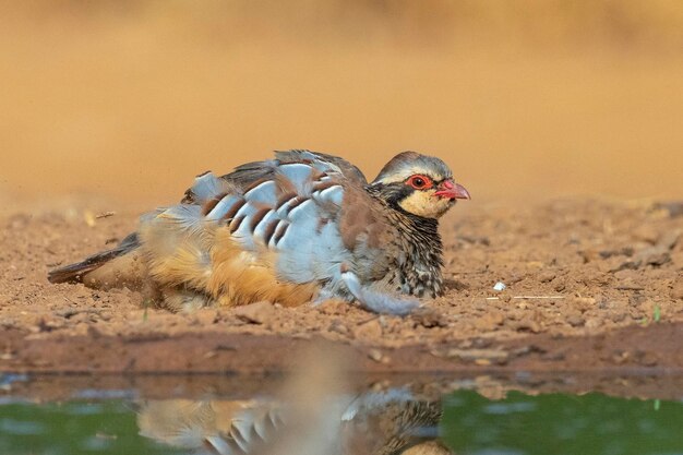 Redlegged 자고 또는 프랑스 자고 Alectoris rufa Malaga Spain