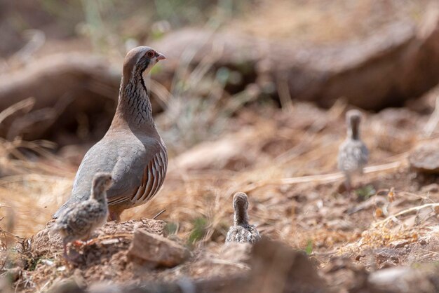 Redlegged 자고 또는 프랑스 자고 Alectoris rufa Malaga Spain