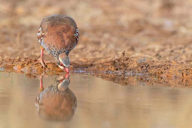 Redlegged 자고 또는 프랑스 자고 Alectoris rufa Malaga Spain