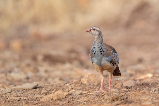 Redlegged 자고 또는 프랑스 자고 Alectoris rufa Malaga Spain