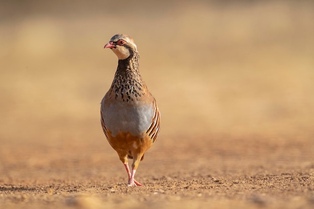 Redlegged 자고 또는 프랑스 자고 Alectoris rufa Malaga Spain