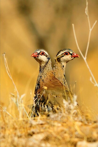 redlegged 자고는 phasianidae 가족에있는 Galliform 조류의 종입니다