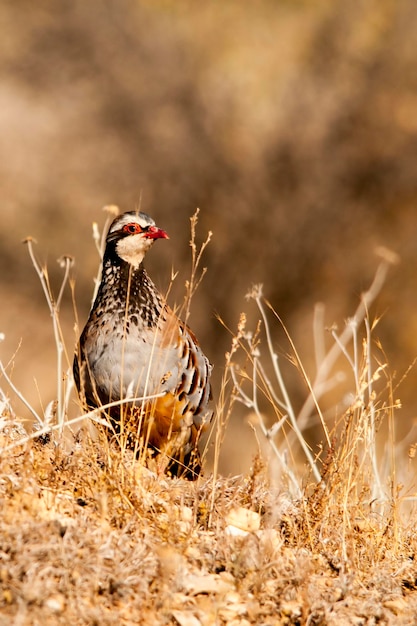 The redlegged partridge is a species of galliform bird in the phasianidae family