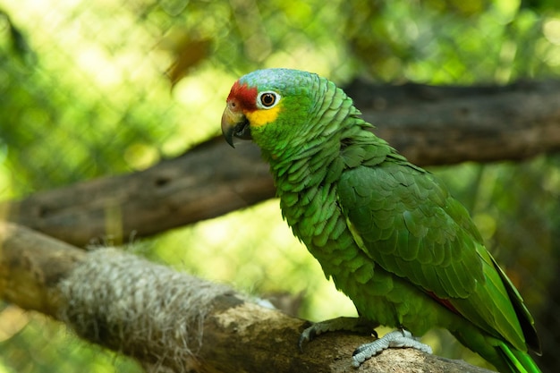 Redlored amazon sitting on the branch in the cage