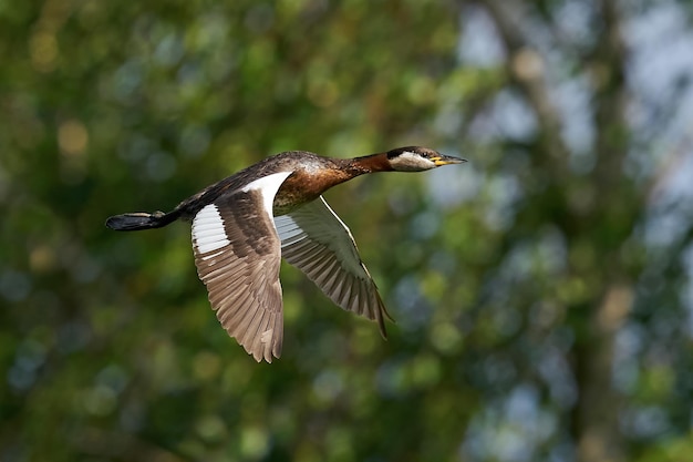 Rednecked 논병아리 Podiceps grisegena