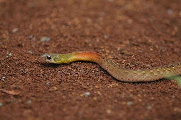 Rednecked keelback 또는 rednecked keelback 뱀은 아시아 고유의 독사 종입니다