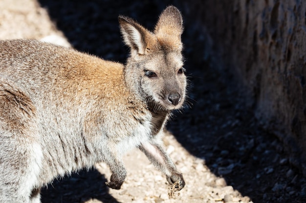 Rednecked wallaby Zoogdieren en zoogdieren Landwereld en fauna Wildlife en zoölogie
