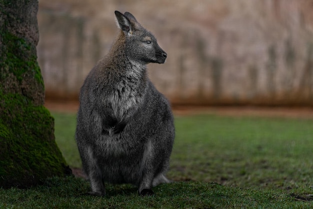 Rednecked wallaby