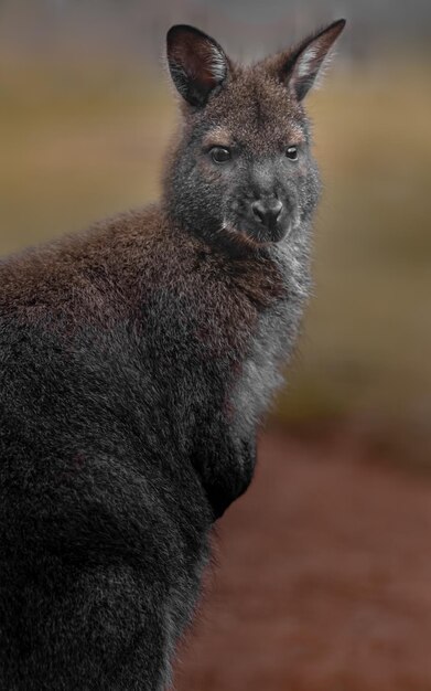 Rednecked wallaby