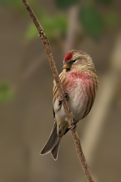 Redpoll zit op takken en kijkt naar de zee met groen gebladerte op de achtergrond