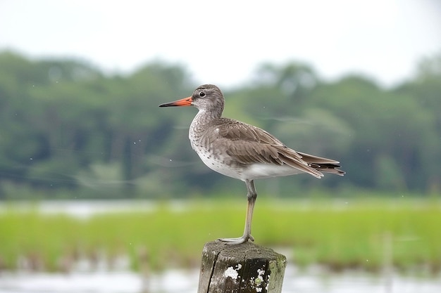 Photo a redshank standing sentinel on a post