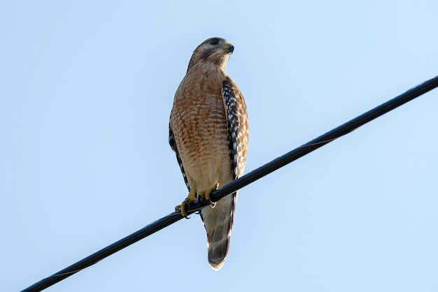 The redshouldered hawk bird perching on electric cable looking for prey to hunt