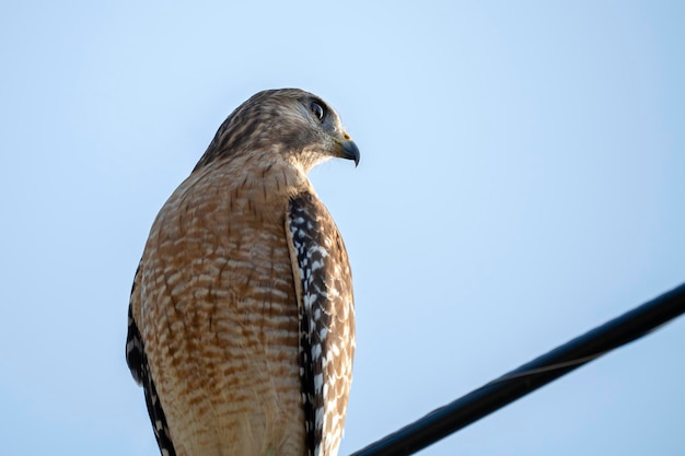 The redshouldered hawk bird perching on electric cable looking for prey to hunt