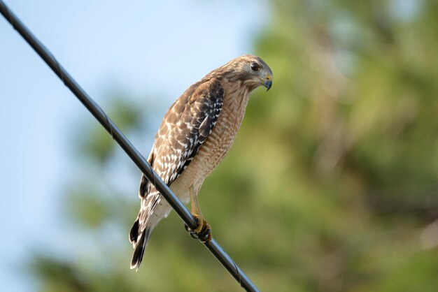 The redshouldered hawk bird perching on electric cable looking for prey to hunt