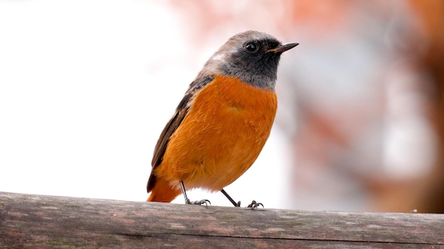 Foto la foto della fauna selvatica degli uccelli codirosso