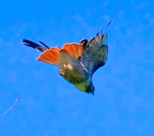 Redtail hawk diving