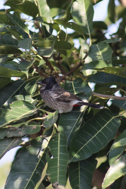 Redvented bulbul 과학적 이름 pycnonotus cafer haemorrhousus 길이는 약 20cm입니다.