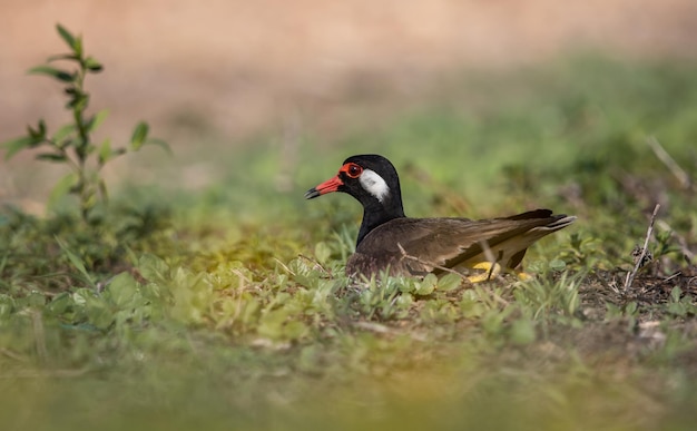 Foto redwattled lapwing su un ritratto di animale a terra