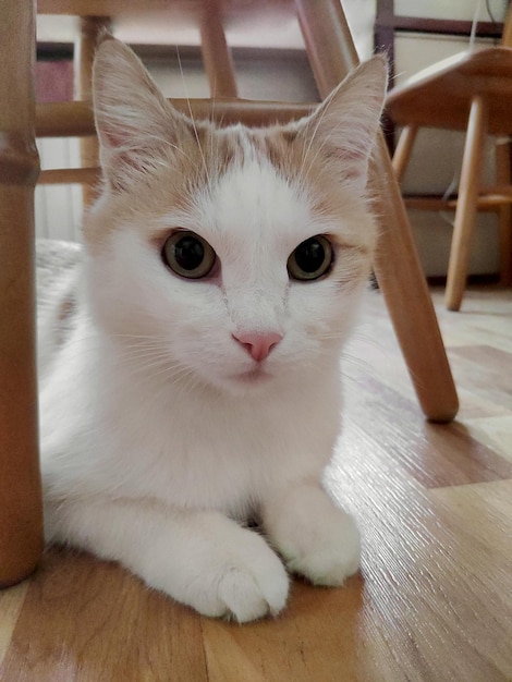 Redwhite cat sitting on the floor