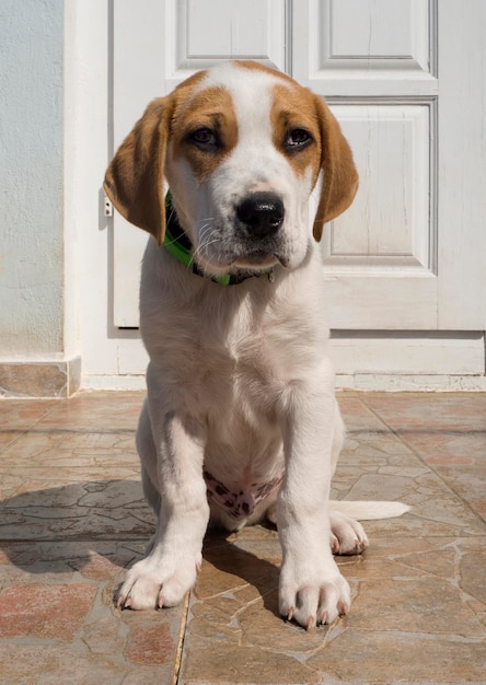 美しい悲しい目を持つ大きな犬の赤白の子犬