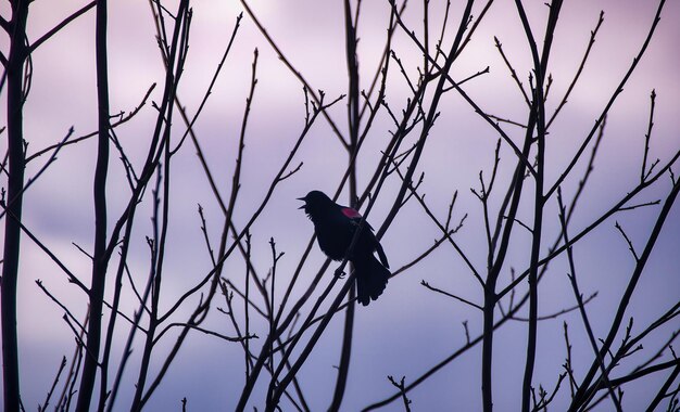 Photo redwinged blackbird on branches with a sky in the backdrop