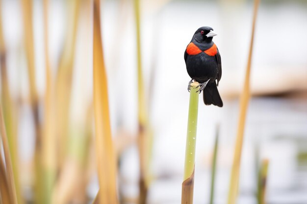 Photo redwinged blackbird perched on a single reed