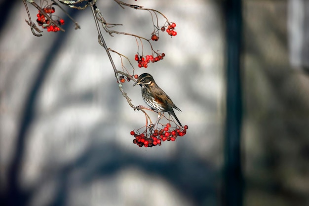 Redwings feeding on winter rowan berries