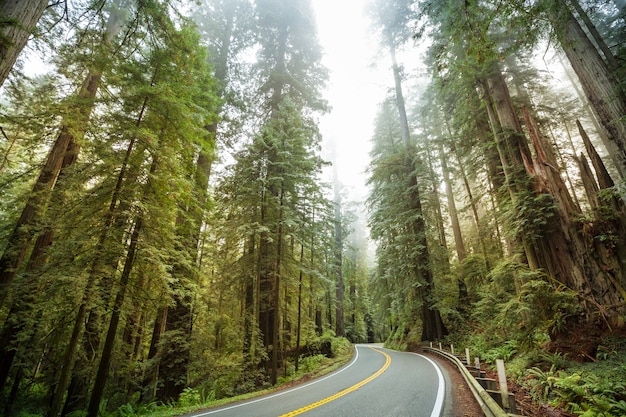 Redwood Highway in Noord-Californië, Verenigde Staten