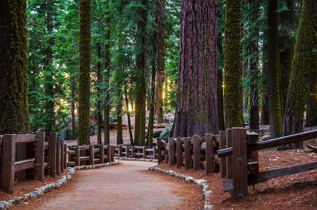 Sentiero di sequoie in un parco di sequoie