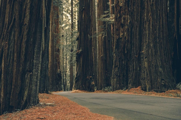 Redwood Woodland Road