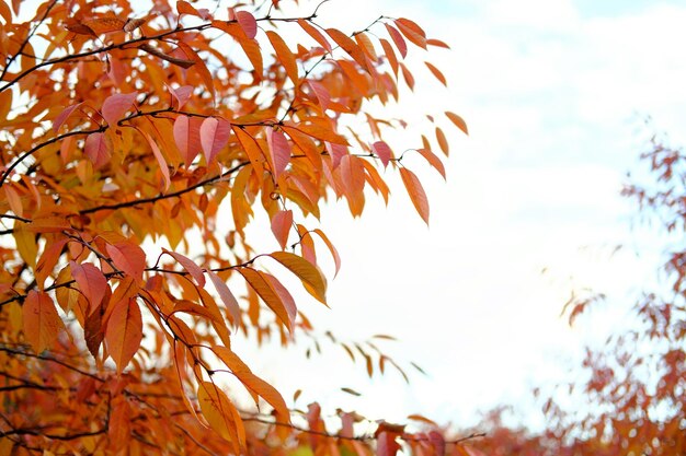雲の空に照らされた黄色い秋の葉 横の写真