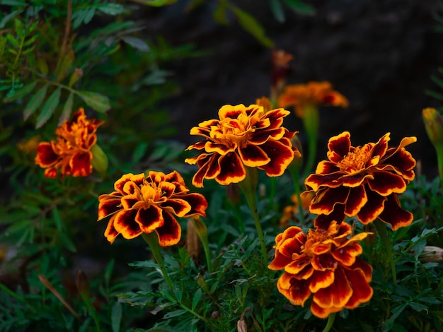 Redyellow marigolds in greenery closeup Tagetes patula french marigold tagetes erecta ecology