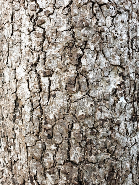 ree bark close up texture