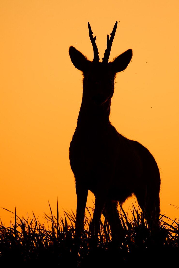 Foto ree capreolus capreolus mannelijke bok silhouet