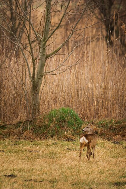 Ree capreolus capreolus op het veld