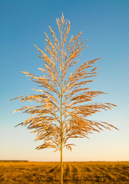 Reed against the sky