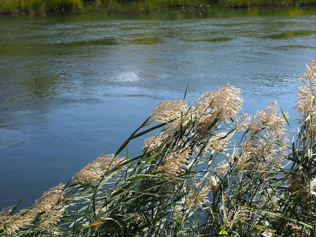 reed on the background of the river