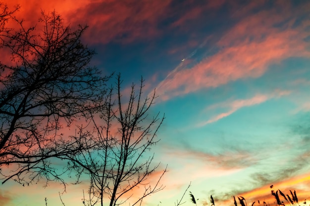 Reed background sky evening sun sunrise light morning