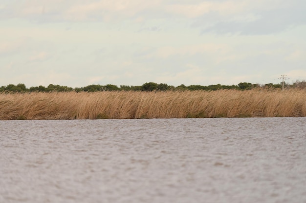 Reed Beds Along the Albufera Valencia Waterfront