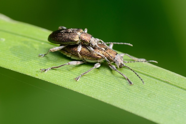 Reed beetles Donacia male and female on a leaf