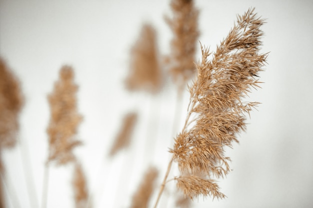 Reed branches on a white background