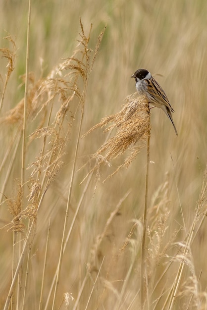 사진 갈대 멧새 emberiza schoeniclus