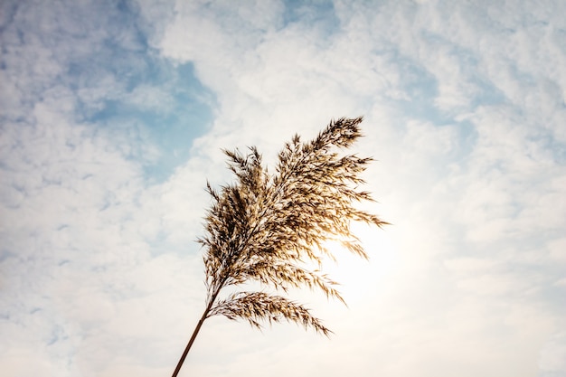 Reed close-up on a of clouds