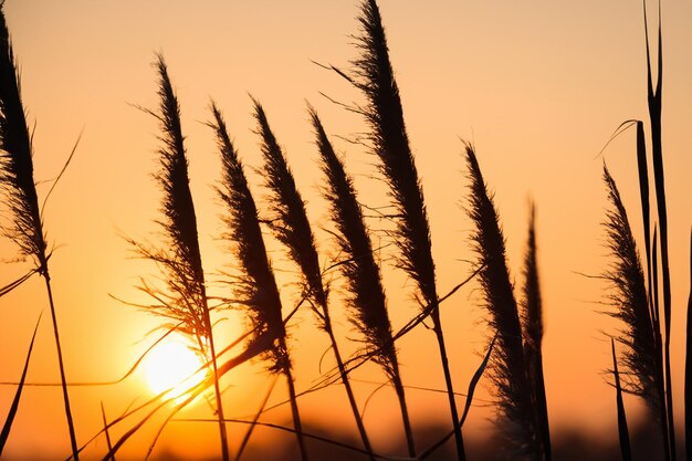Reed flowers bask in the radiant glow of the evening sun creating a spectacular tapestry of nature