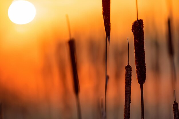 Reed flowers bask in the radiant glow of the evening sun creating a spectacular tapestry of nature